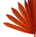 Floristik24 Palmspear Sun Orange 30 stk