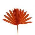 Floristik24 Palmspear Sun mini Orange 50 stk