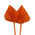 Floristik24 Palmspear mini orange 100 stk