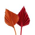 Floristik24 Palmspear mini sort. Rød/Orange 100 stk