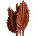 Floristik24 Palmespyd palmeblade naturlig dekoration brun 5-9×14cm L35cm 4stk