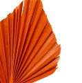 Floristik24 Palm Spear Orange 65 stk