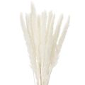 Floristik24 Pampasgræs tørrede blomster blegede 70 cm 15 stk.