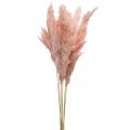 Floristik24 Pampas græs tørret pink tør blomster 65-75cm 6 stk i bundt