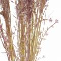 Floristik24 Pampas græs creme, violet Kunstige tørrede blomster 3stk