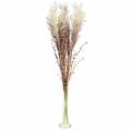 Floristik24 Pampas græs creme, violet Kunstige tørrede blomster 3stk