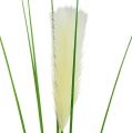 Floristik24 Pampas græs frond creme-grøn H100cm