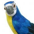 Floristik24 Dekorativ papegøje blå 44cm