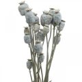 Floristik24 Deco Poppy Hvide Tørrede Blomster Valmue kapsler Papaver bundt på 75g