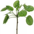 Floristik24 Peperomia Kunstig grøn plante med blade 30cm