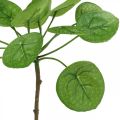 Floristik24 Peperomia Kunstig grøn plante med blade 30cm