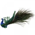 Floristik24 Paradisfugl, påfugl til at klemme, fjerfugl, fugledekoration blå, grøn, farverig H8,5 L29cm