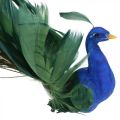 Floristik24 Paradisfugl, påfugl til at klemme, fjerfugl, fugledekoration blå, grøn, farverig H8,5 L29cm