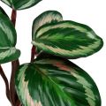 Floristik24 Planter tropisk grøn, lyserød 20 cm
