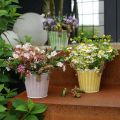 Floristik24 Spand til udplantning, plantekasse med hanke, metaldekoration pink/grøn/gul shabby chic Ø16,5 cm H15 cm sæt med 3 stk.