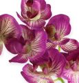 Floristik24 Orchid Phalaenopsis Purple-Cream 62cm