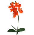 Floristik24 Kunstig orkidé med orange blade 35 cm