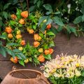 Kunstig Physalis-krans, orange og grøn, Ø28 cm, efterårsdekoration | Floristik24.dk