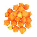Floristik24 Physalis Orange Assorteret 22 stk. Dekorative kunstige blomsterbæger
