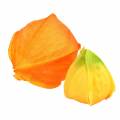 Floristik24 Physalis Orange Assorteret 22 stk. Dekorative kunstige blomsterbæger