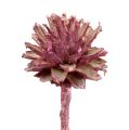 Floristik24 Leucospermum 1 brombær frostet 25 stk