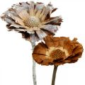 Floristik24 Eksotisk blanding Protea Rosette naturlig, hvidvasket tørret blomst 9 stk