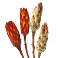Floristik24 Protea Mix, tørrede blomster Respens natur/rød 13stk