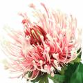 Floristik24 Protea kunstig lyserød 73cm