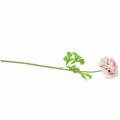 Floristik24 Ranunculus lilla H45cm