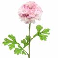 Floristik24 Ranunculus lilla H45cm