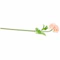 Floristik24 Ranunculus Peach H45cm