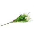 Floristik24 Ranunculus med græscreme L 35cm