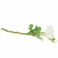 Floristik24 Kunstig blomst ranunculus med blomst og knopp hvid H34cm