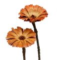 Floristik24 Repens roset natur 6-7cm 50p