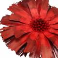 Floristik24 Repens roset rød 8cm - 9cm 25p