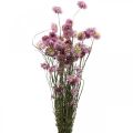 Floristik24 Halmblomster tørrede blomster pink acroclinium bundt 20g