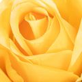 Kunstig rose med lang stilk, kunstig blomst, 62 cm, 12 stk. | Floristik24.dk