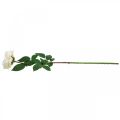 Floristik24 Cremet hvid abrikosrose, silkeblomst, kunstige roser L72cm Ø12cm