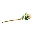 Floristik24 Rose kunstig creme-lyserød Ø9cm L45cm 1p