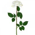 Floristik24 Hvid Rose Falsk Rose på Stængel Silke Blomst Falsk Rose L72cm Ø13cm
