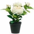 Floristik24 Pæon i en gryde, romantisk dekorativ rose, silkeblomst creme hvid