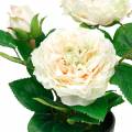 Floristik24 Pæon i en gryde, romantisk dekorativ rose, silkeblomst creme hvid