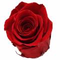 Floristik24 Infinity roser store Ø5,5-6cm røde 6stk