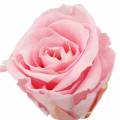 Floristik24 Everlasting roser medium Ø4-4,5cm pink 8stk