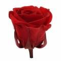 Floristik24 Konserverede roser mellem Ø4-4,5cm røde 8stk