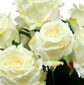 Floristik24 Buket roser hvid, creme 55cm
