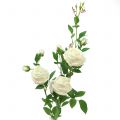Floristik24 Rose gren creme / rosè 100cm