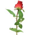 Floristik24 Rosengren Silkeblomst Kunstig Rose Rød 72cm
