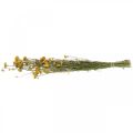 Floristik24 Flok karrybusk, gul tørret blomst, gylden sol, italiensk helichrysum L58cm 45g