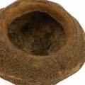 Paradise Nut Plantepotte Naturlig Sapucaia Ø14cm H10cm 3 stk | Floristik24.dk
